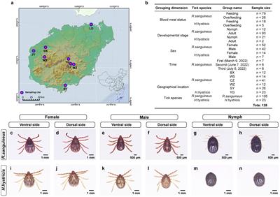 Microbial community characteristics and pathogens detection in Rhipicephalus sanguineus and Haemaphysalis hystricis from Hainan Island, China